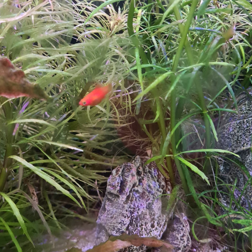 Bébés Poissons platy