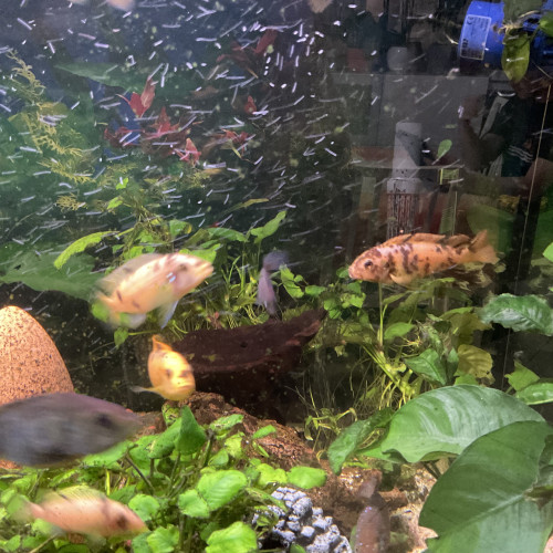 Cichlidés