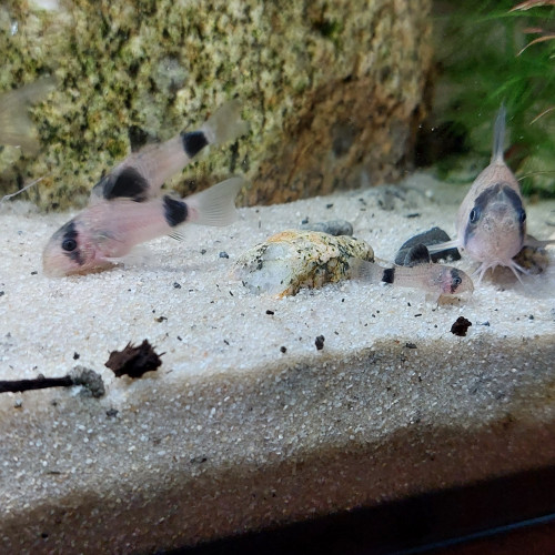 Corydoras Panda