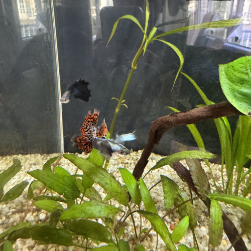 Donne 4 guppys