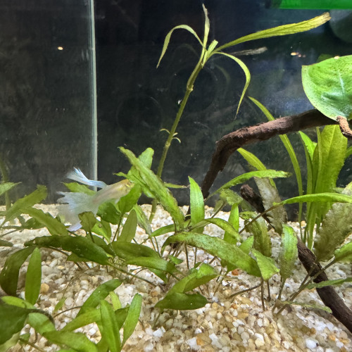 Donne 4 guppys