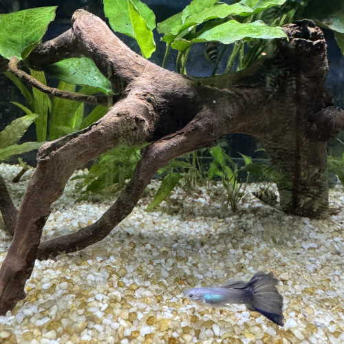Donne 4 guppys