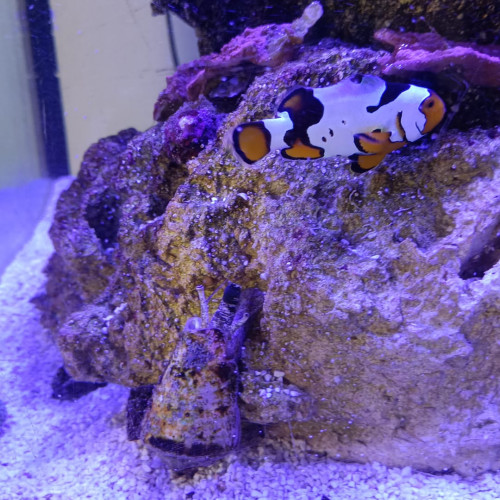 Ocellaris picasso