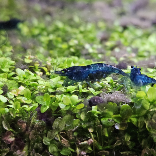 Neocaridina davidi var. blue velvet