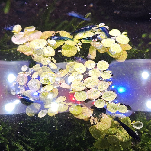 Neocaridina davidi var. blue velvet