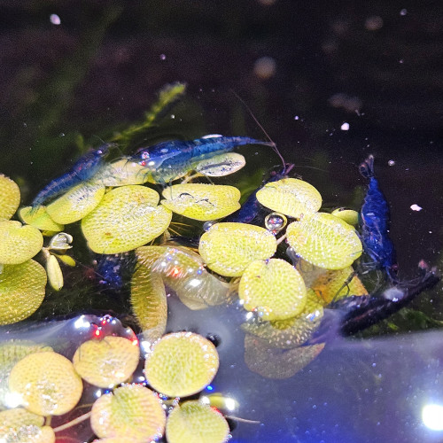 Neocaridina davidi var. blue velvet