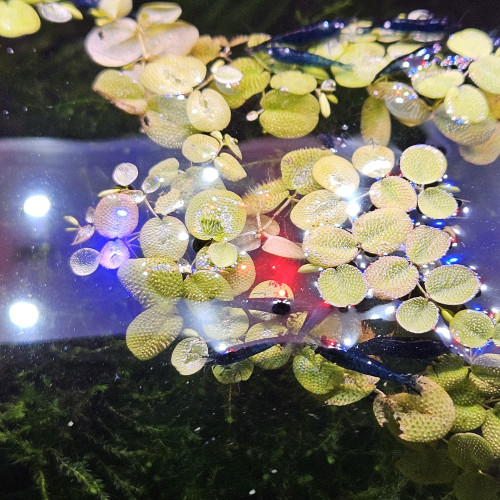 Plantes d'aquarium