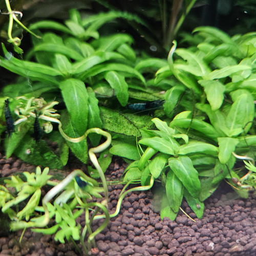 Plantes d'aquarium