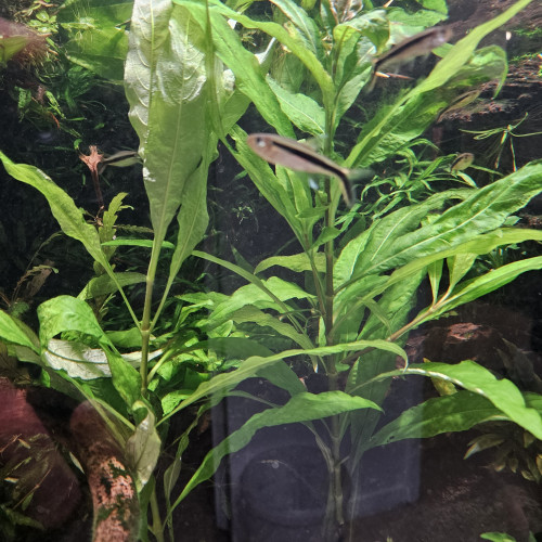 Plantes d'aquarium