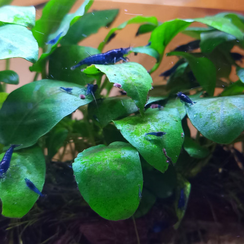 Plantes d'aquarium