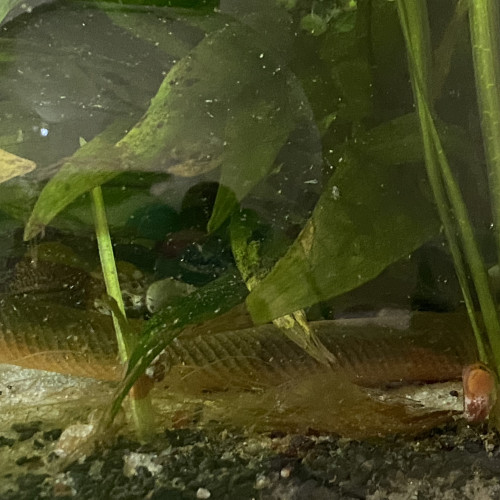 Erpetoichthys calabaricus