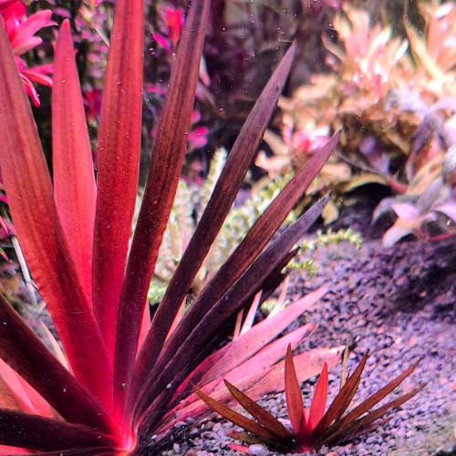 Lot de plantes pour aquarium