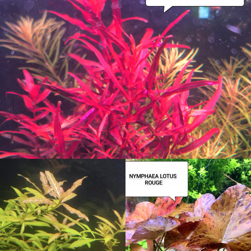 Lot de plantes pour aquarium