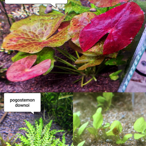 Lot de plantes pour aquarium