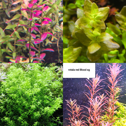 Lot de plantes pour aquarium