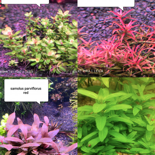 Lot de plantes pour aquarium