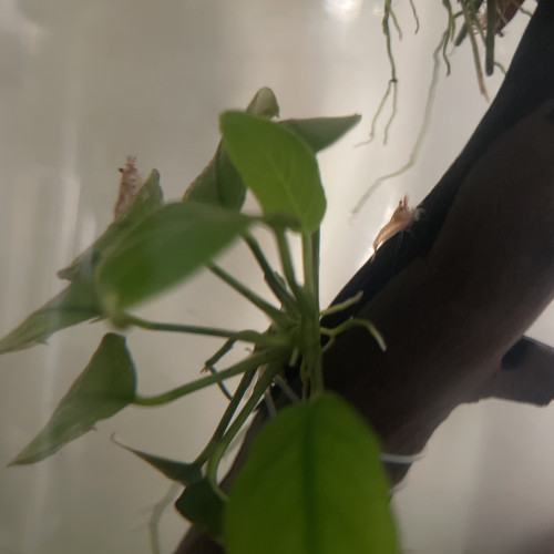 Recherche petit lot de plante