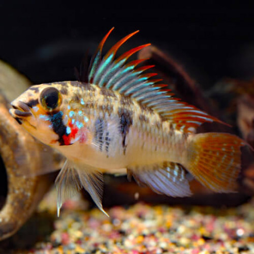Couple Apistogramma d39 F1
