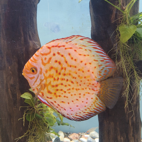 Discus de 20 cm.