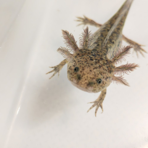 Axolotl