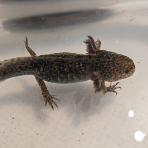Axolotl