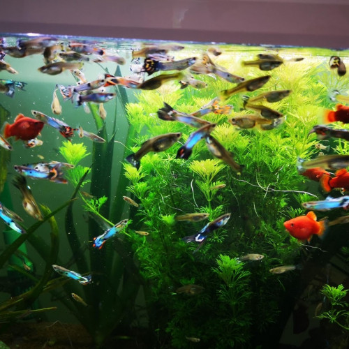 Poissons d’aquarium Guppy
