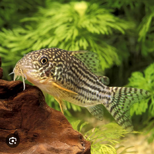 Corydoras sterbai
