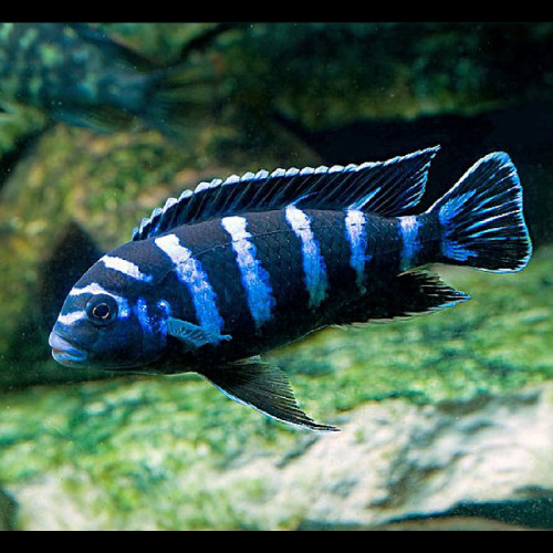 Cichlidés de Malawi à donner