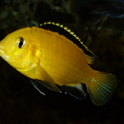 Cichlidés de Malawi à donner
