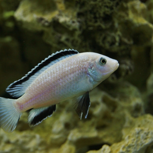 Cichlidés de Malawi à donner