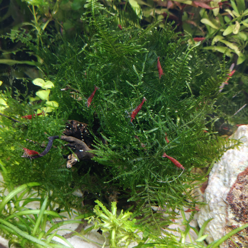Neocaridina red cherry