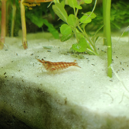 Neocaridina red cherry déclassées