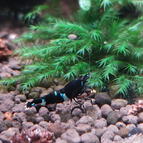 Lot de 12 King Kong Full black