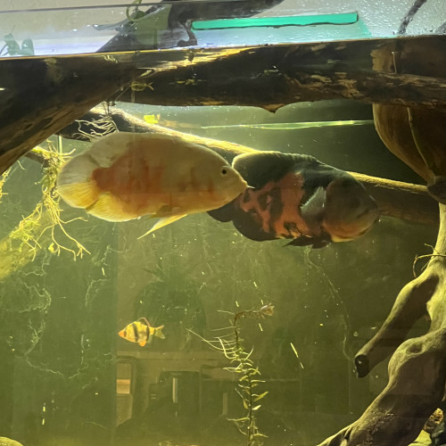Oscar astronotus