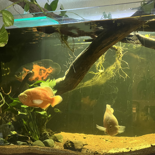 Oscar astronotus