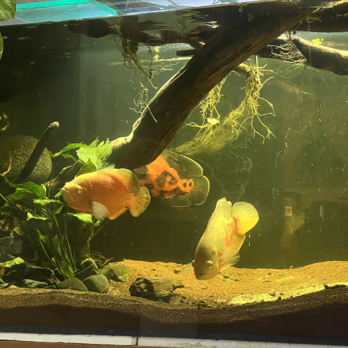 Oscar astronotus