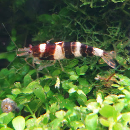 Lot de 12 Princess Bee