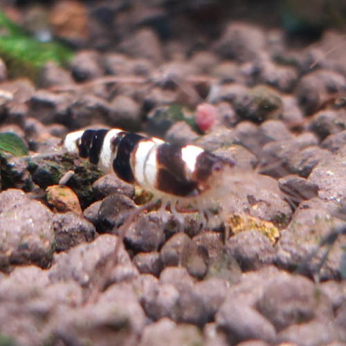 Lot de 12 Princess Bee