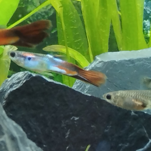 Donne Guppy queue de voile rouge