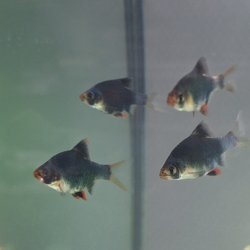 4 Barbus de Sumatra vert