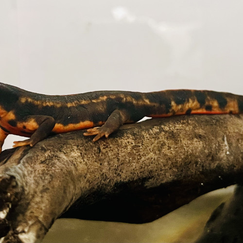 Je recherche des Cynops ensicauda, C. pyrrhogaster et C. cyanurus