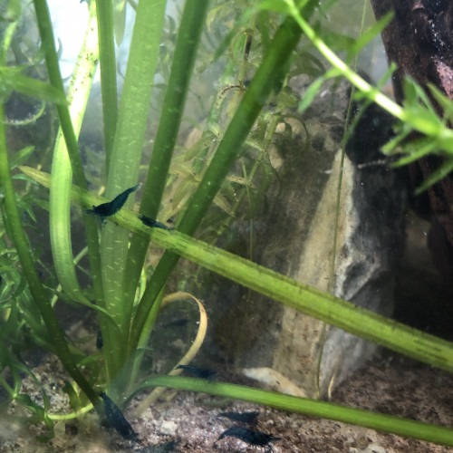 Don Crevettes Blue velvet