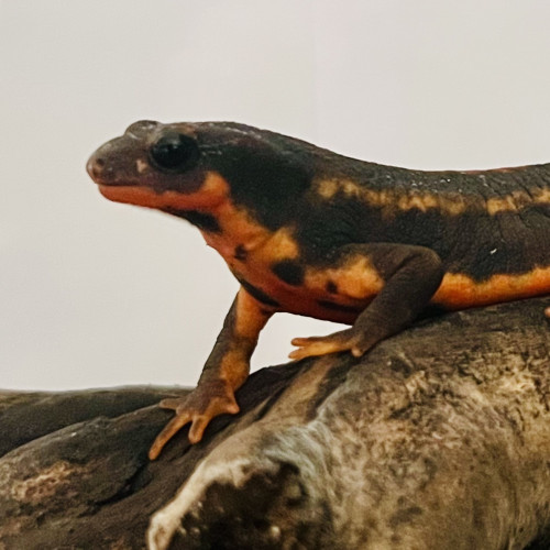 Je recherche des Cynops ensicauda popei, des Cynops pyrrhogaster et des Cynops cyanurus