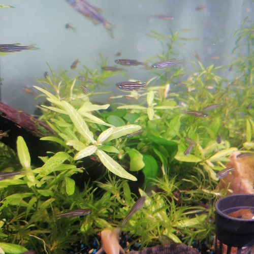 Danio Rerio