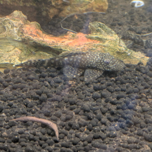 Ancistrus bébé