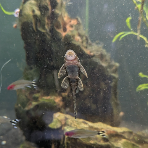 Ancistrus bébé