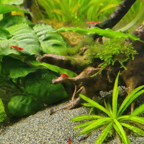 Crevette red cherry