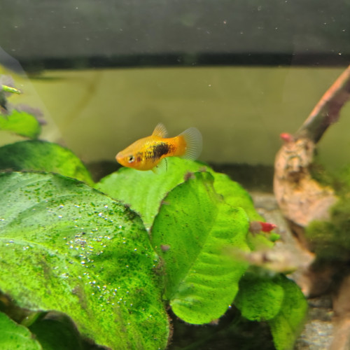 Bebe platy