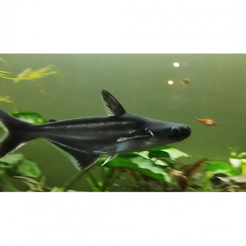 Pangasius 15 cm