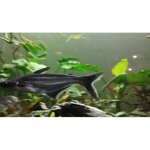 Pangasius 15 cm